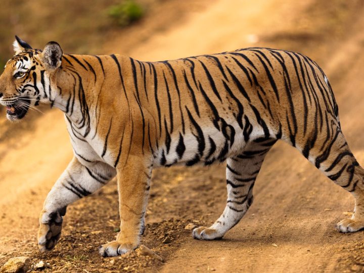 Indravati Tiger Reserve: Is It the Best Wildlife Spot Now?