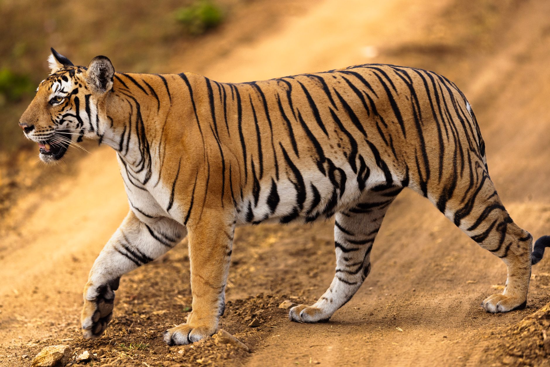 Indravati Tiger Reserve: Is It the Best Wildlife Spot Now?