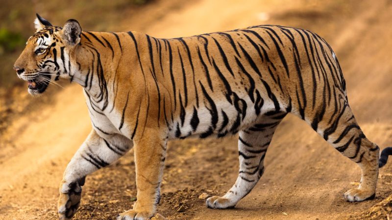 Indravati Tiger Reserve: Is It the Best Place to Visit Now?