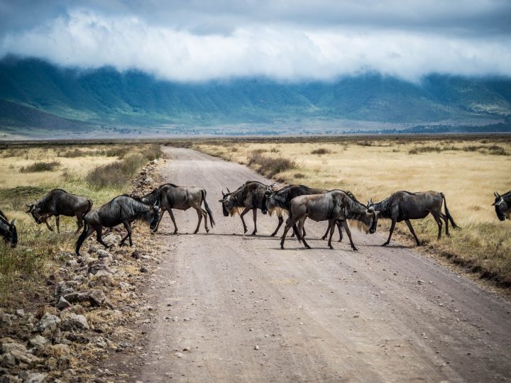 Tanzania Travel Routes: Best New British Airways Flights for 2027