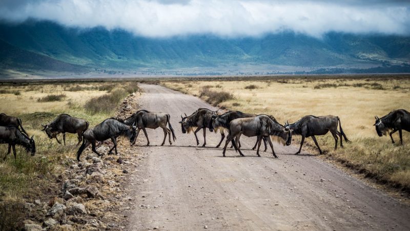 Tanzania Travel Routes: Best New British Airways Flights for 2027