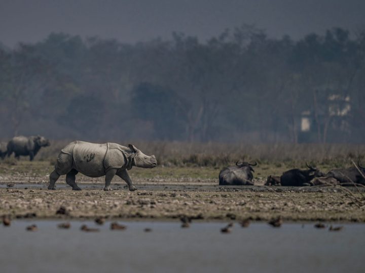 Pobitora Wildlife Sanctuary: Best Elephant Safari Experience