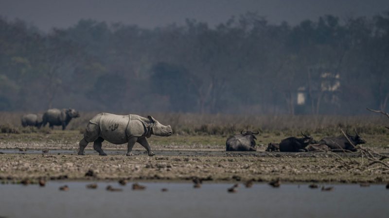 Pobitora Wildlife Sanctuary: A Smart Choice for Tourists