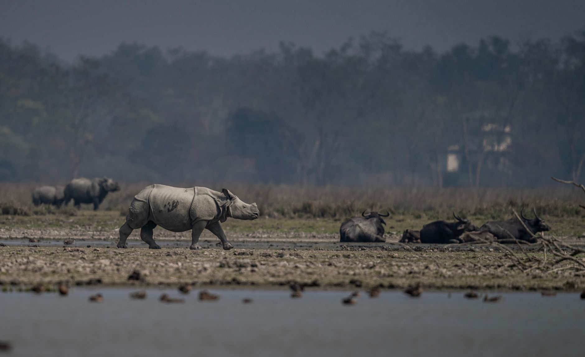Pobitora Wildlife Sanctuary: A Smart Choice for Tourists