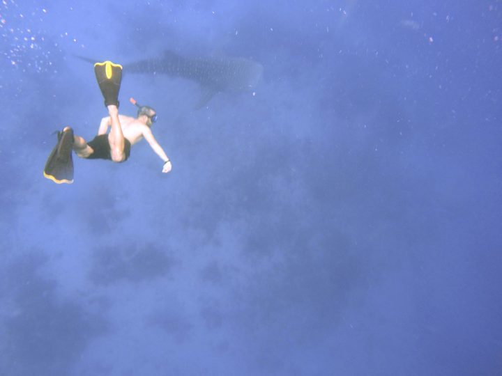 Whale Shark Watching: Best Proven Tips for Tourists