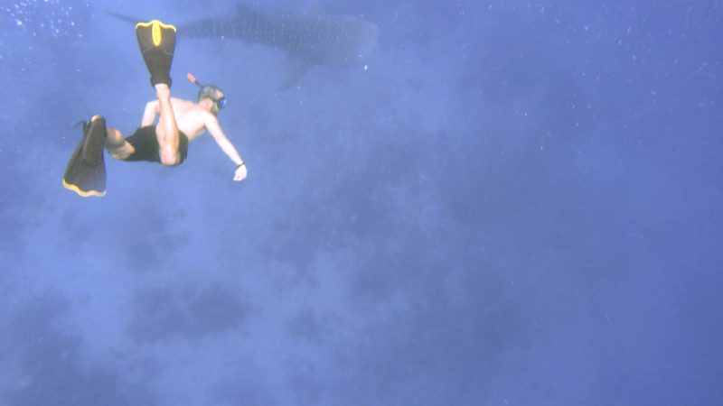 Whale Shark Watching: Best Proven Tips for Tourists